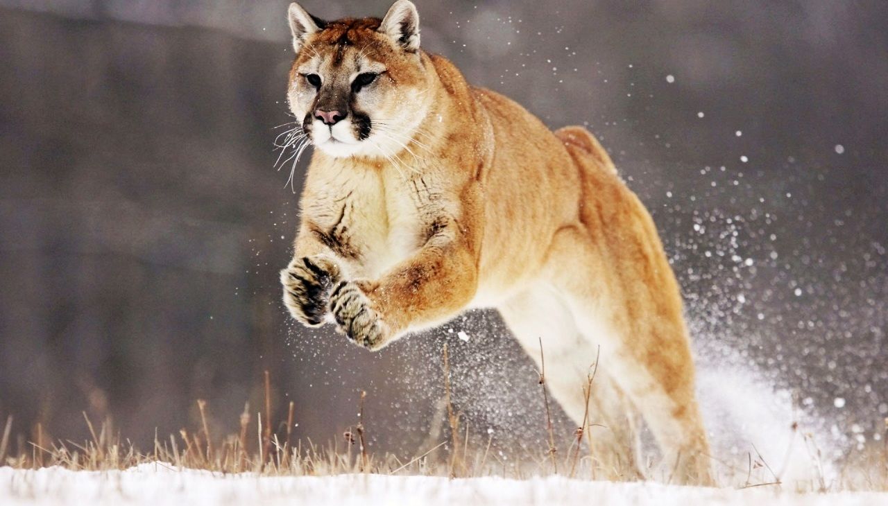 OSX Mountain Lion and FFMPEG Configuration